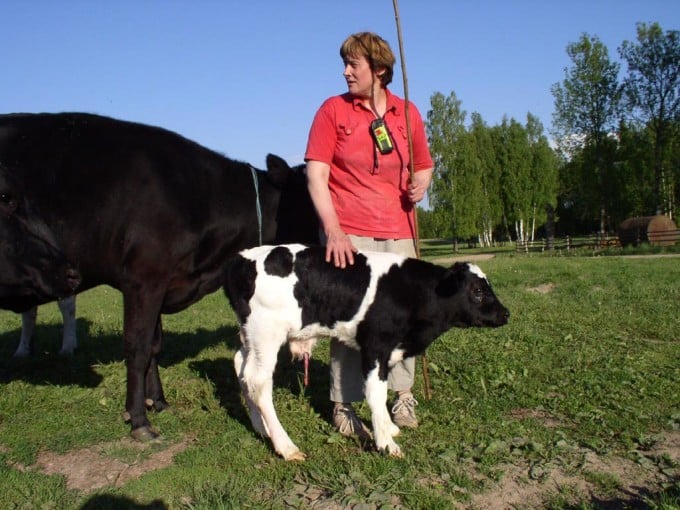 Latvian participant Zaiga Treimani found a new born calf in the field, during her day of GPS-recording.